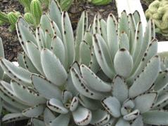 کالانکوئه تومنتوسا